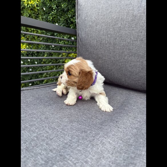 Cavalier King Charles Spaniel