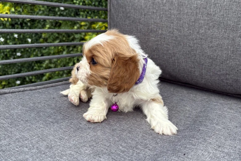 Cavalier King Charles Spaniel