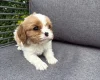 Cavalier King Charles Spaniel