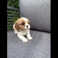 Cavalier King Charles Spaniel