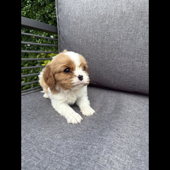 Cavalier King Charles Spaniel