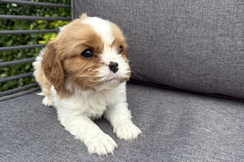 Cavalier King Charles Spaniel