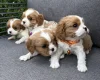 Cavalier King Charles Spaniel