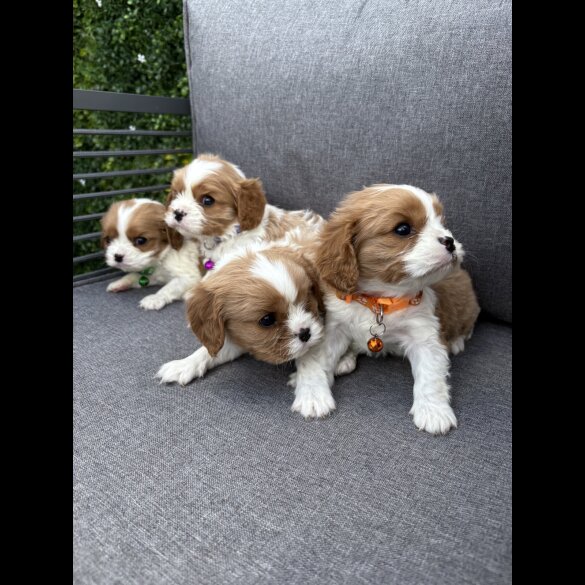 Cavalier King Charles Spaniel