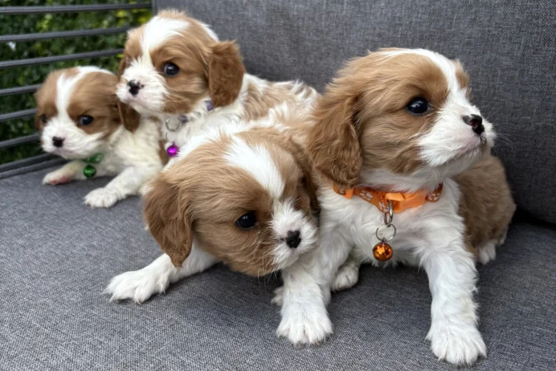 Cavalier King Charles Spaniel
