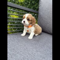 Cavalier King Charles Spaniel