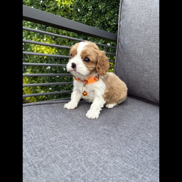 Cavalier King Charles Spaniel