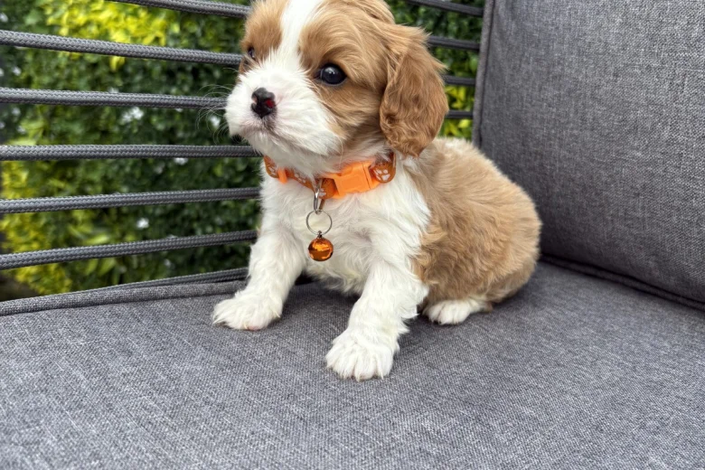 Cavalier King Charles Spaniel