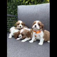 Cavalier King Charles Spaniel