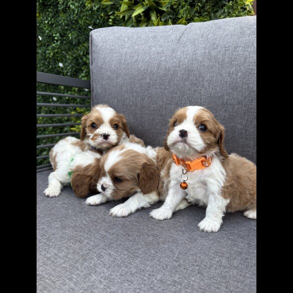 Cavalier King Charles Spaniel