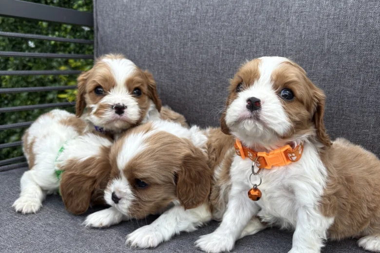 Cavalier King Charles Spaniel