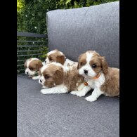 Cavalier King Charles Spaniel
