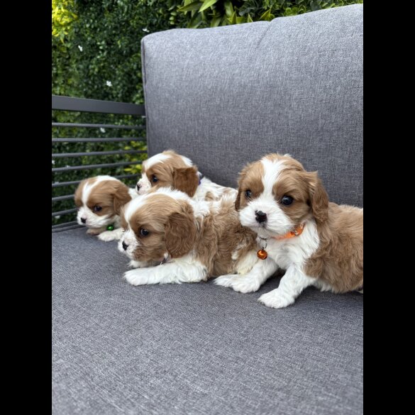 Cavalier King Charles Spaniel
