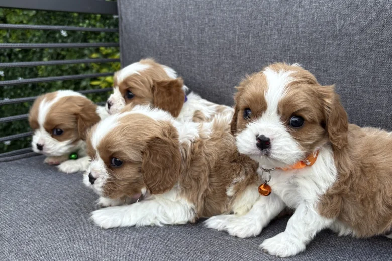 Cavalier King Charles Spaniel