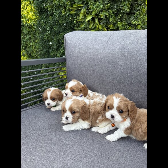 Cavalier King Charles Spaniel