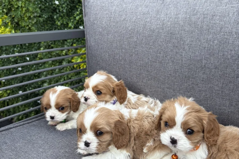 Cavalier King Charles Spaniel