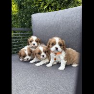 Cavalier King Charles Spaniel