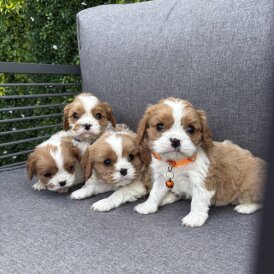 Cavalier King Charles Spaniel
