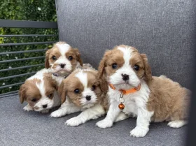 Cavalier King Charles Spaniel