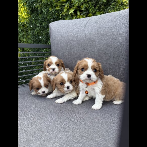 Cavalier King Charles Spaniel