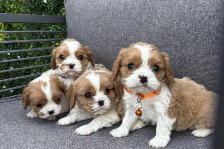 Cavalier King Charles Spaniel