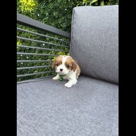 Cavalier King Charles Spaniel