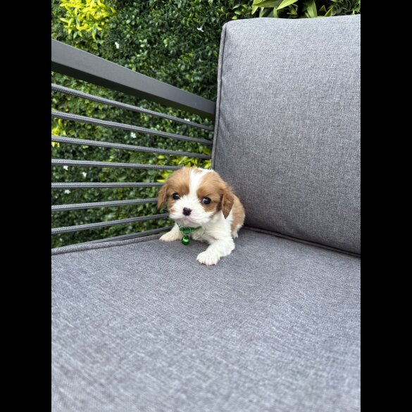 Cavalier King Charles Spaniel