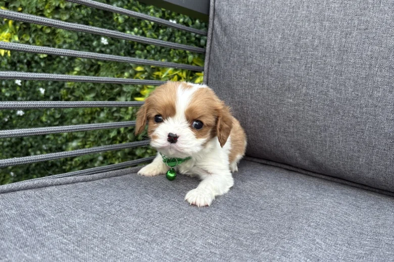 Cavalier King Charles Spaniel