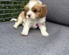 Cavalier King Charles Spaniel