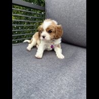 Cavalier King Charles Spaniel