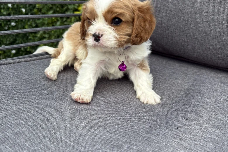 Cavalier King Charles Spaniel