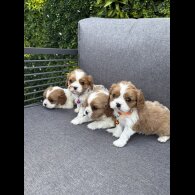 Cavalier King Charles Spaniel