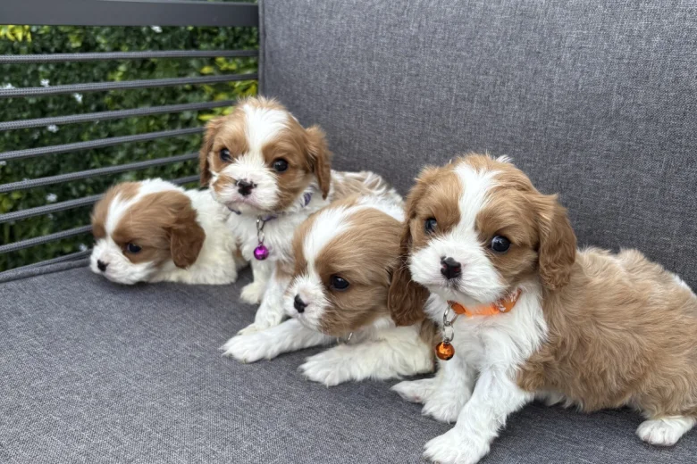 Cavalier King Charles Spaniel