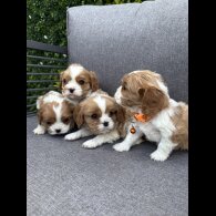 Cavalier King Charles Spaniel