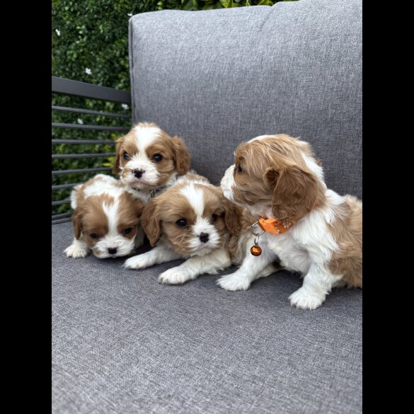 Cavalier King Charles Spaniel