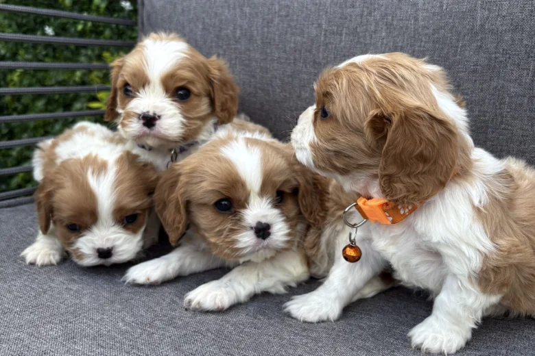 Cavalier King Charles Spaniel