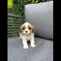 Cavalier King Charles Spaniel