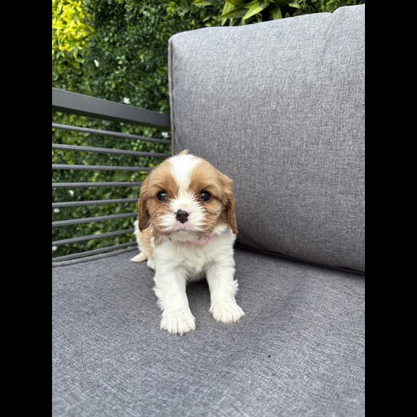Cavalier King Charles Spaniel