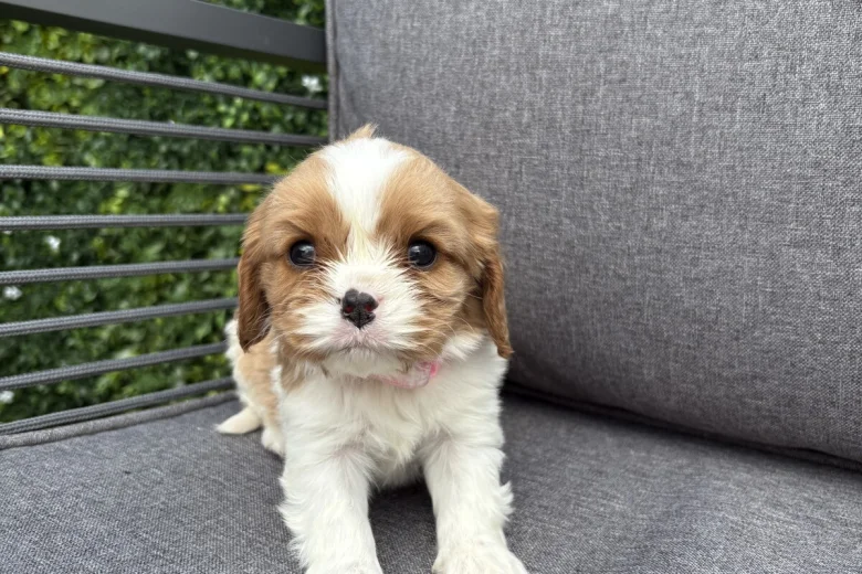 Cavalier King Charles Spaniel