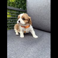 Cavalier King Charles Spaniel