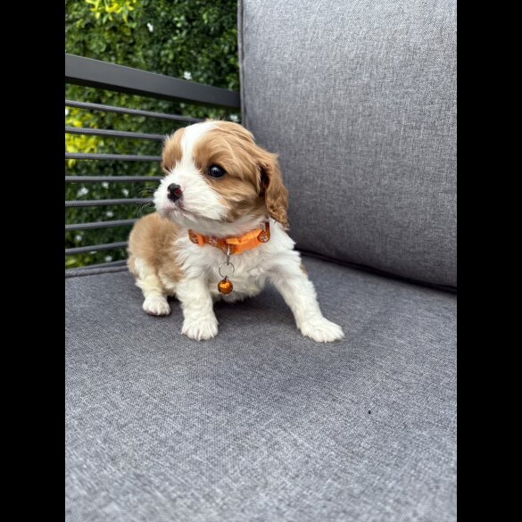 Cavalier King Charles Spaniel