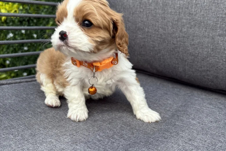 Cavalier King Charles Spaniel