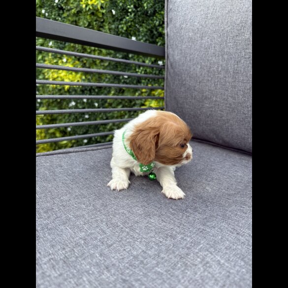 Cavalier King Charles Spaniel