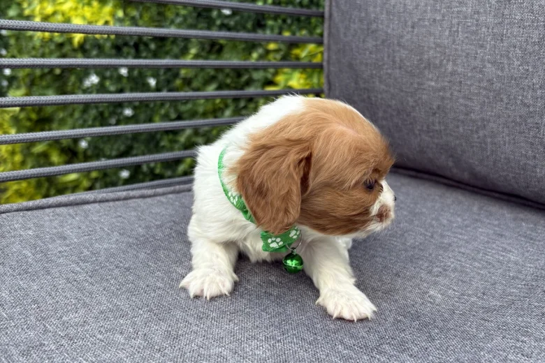Cavalier King Charles Spaniel