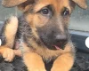German Shepherd (Alsatian)