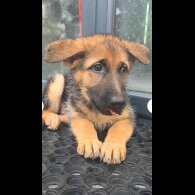 German Shepherd (Alsatian)