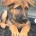 German Shepherd (Alsatian)