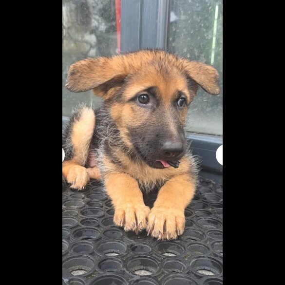 German Shepherd (Alsatian)