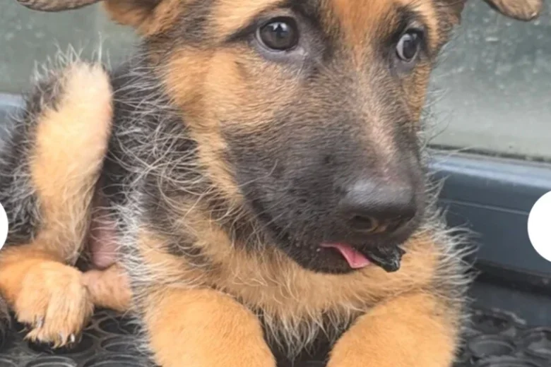 German Shepherd (Alsatian)