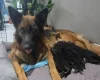 German Shepherd (Alsatian)